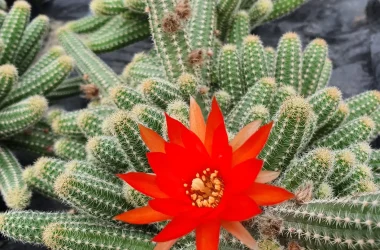 181002663_1456689914680612_3519302402546120072_n