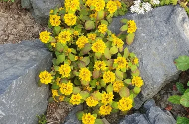 486525569_1188245536642635_3589149042243703622_n