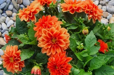 486621975_1188246149975907_6223171454073969028_n