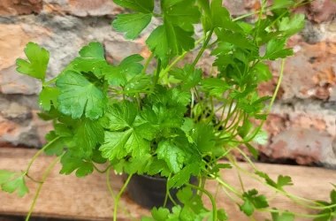 486708275_1189883613145494_5258347732374403302_n