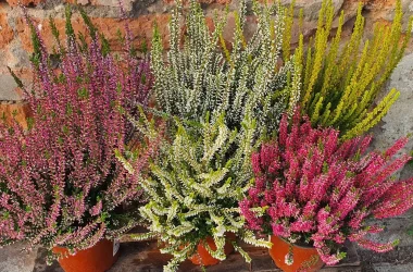 487496520_1192569382876917_4055064945584920685_n