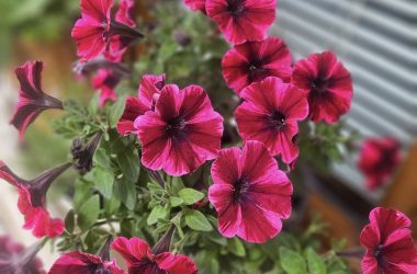 488938457_1202789445188244_6385811359471620952_n