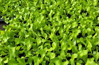 488977222_1200788502055005_7186910089119547922_n