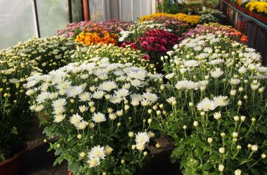 496938017_2513436652339261_6112857339392795042_n